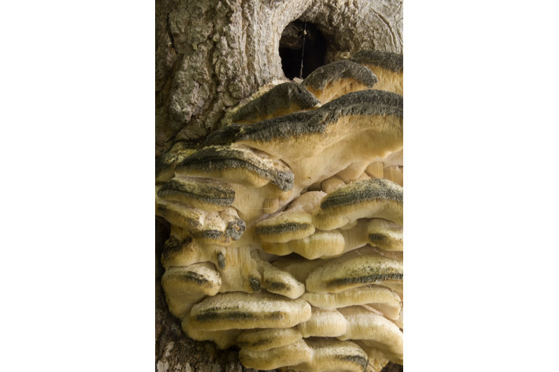 Fungal Growth on Tree